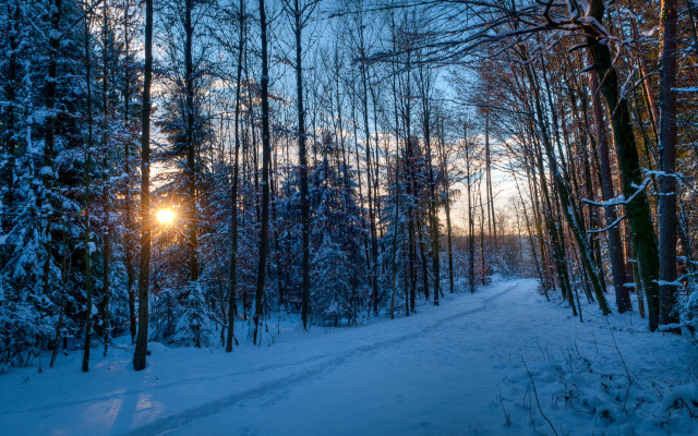 Snowy forest path sunshine winter #2 free wallpaper for desktop - medium preview image