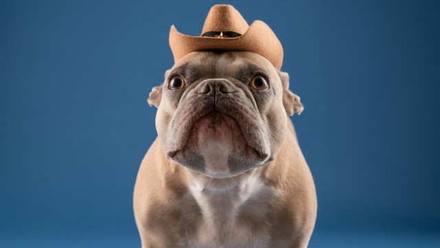 Dog cowboyhat blue background furry free wallpaper for desktop - medium preview image