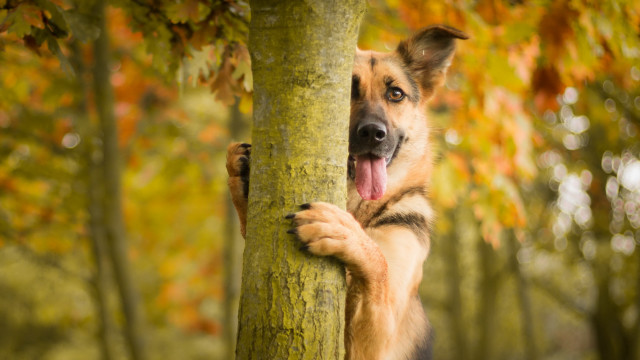 Dog peeking woods autumn blurry free wallpaper for desktop - medium preview image