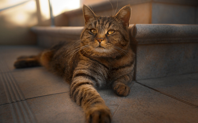 Cat staircase handrail light superflat free wallpaper for desktop - medium preview image