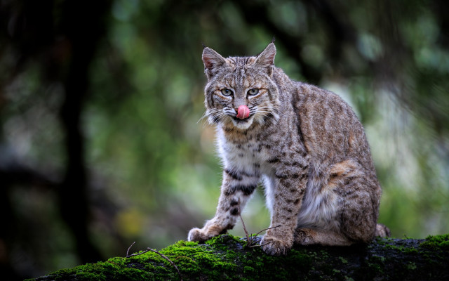 Cat tongue out mossy log #2 free wallpaper for desktop - medium preview image