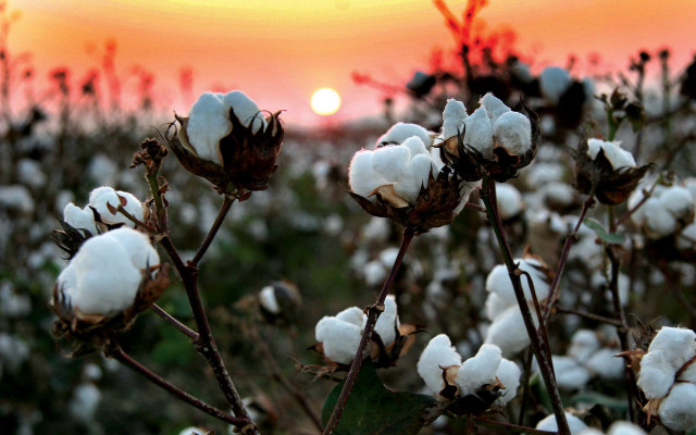 Cotton field sunset red sky free wallpaper for desktop - medium preview image