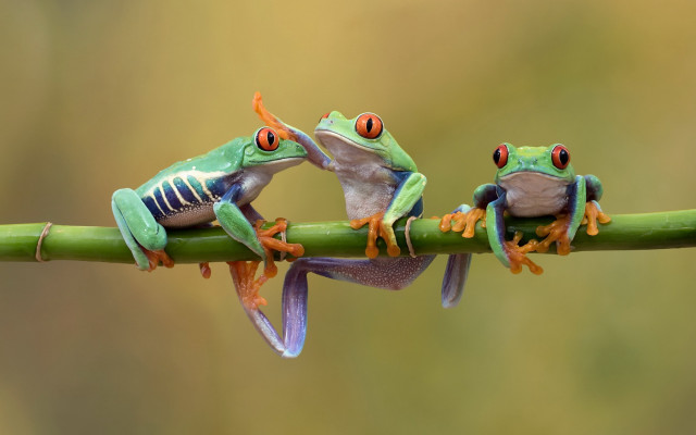 Three frogs branch portrait macro free wallpaper for desktop - medium preview image
