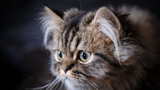 Blue eyed cat looking camera free wallpaper for desktop - medium preview image