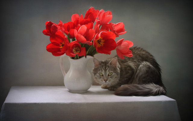 Cat vase red flowers realistic free wallpaper for desktop - medium preview image