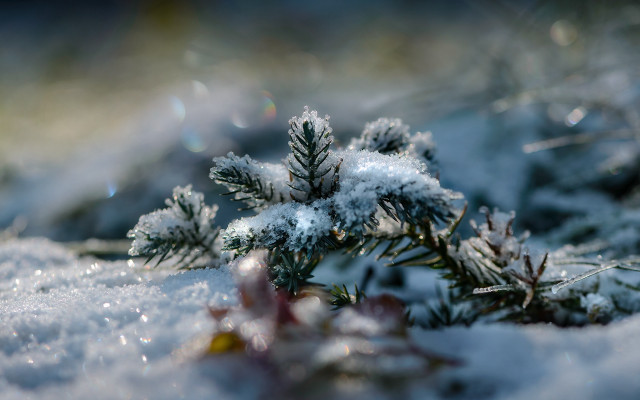 Snow covered plant macro bokeh free wallpaper for desktop - medium preview image