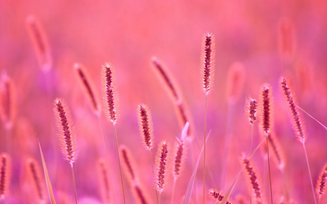 Pink flower field gradient sky free wallpaper for desktop - medium preview image