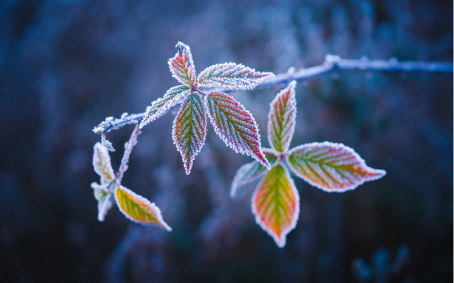 Frosted branch leaves winter blurry free wallpaper for desktop - medium preview image