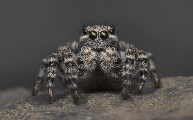 Spider rock black gray portrait free wallpaper for desktop - medium preview image