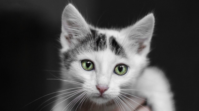 Black cat green eyes symmetrical #4 free wallpaper for desktop - medium preview image