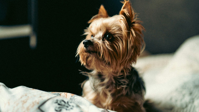 Small dog bed pillow blanket free wallpaper for desktop - medium preview image