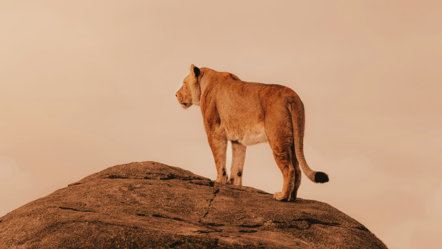 Lion rock desert sky wildlife free wallpaper for desktop - medium preview image
