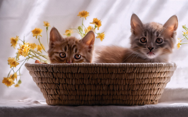Kittens basket flowers autumn photorealistic free wallpaper for desktop - medium preview image