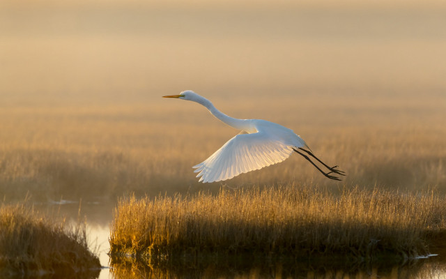White bird marsh field reeds free wallpaper for desktop - medium preview image