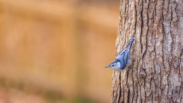 Blue bird peeking tree fence free wallpaper for desktop - medium preview image
