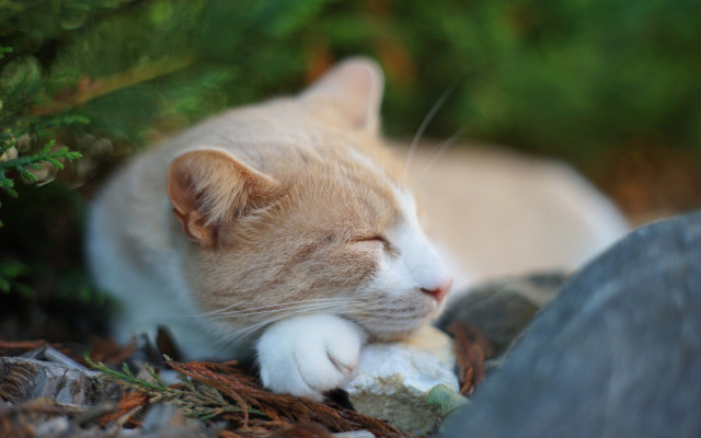 Sleeping cat rock woods blurry free wallpaper for desktop - medium preview image
