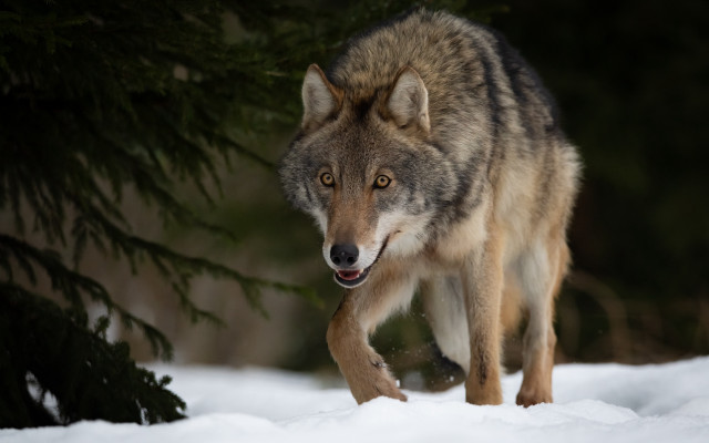 Wolf snow tree licking shiba free wallpaper for desktop - medium preview image