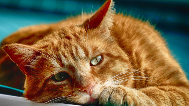 Cat blue chair paw looking free wallpaper for desktop - medium preview image