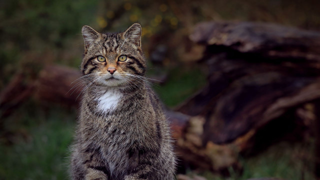 Cat log grass sad animal free wallpaper for desktop - medium preview image