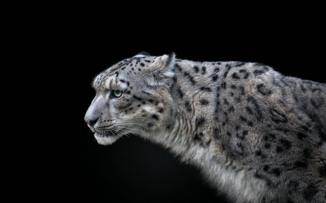 Snow leopard black background ambient free wallpaper for desktop - medium preview image