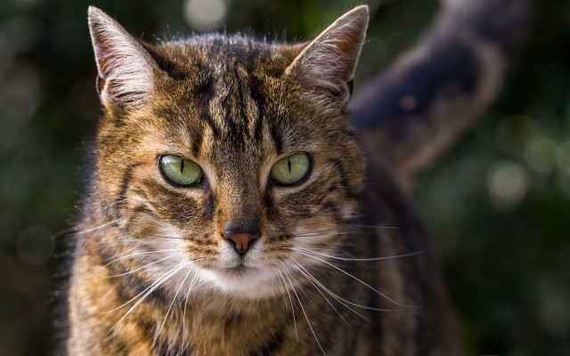 Green eyes cat macro photorealistic free wallpaper for desktop - medium preview image