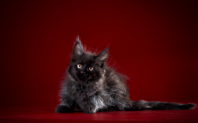 Black cat red surface serious free wallpaper for desktop - medium preview image