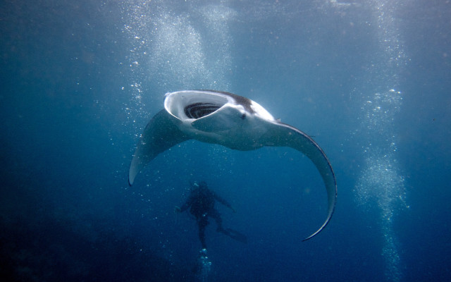 Manta ray ocean scuba diver free wallpaper for desktop - medium preview image