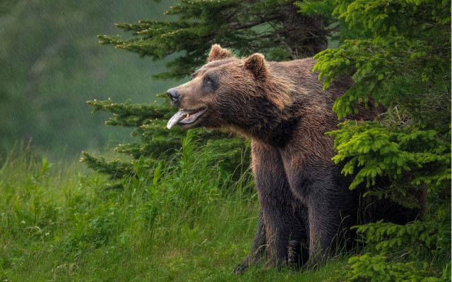 Brown bear forest outdoors wildlife free wallpaper for desktop - medium preview image
