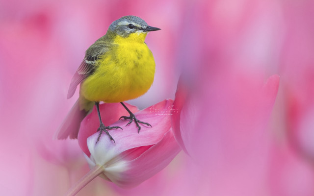Yellow bird pink flower macro free wallpaper for desktop - medium preview image
