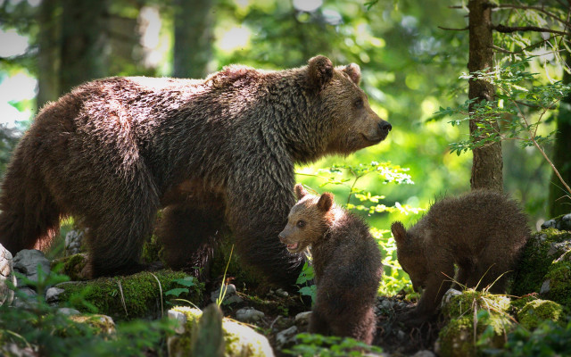 Mother bear cubs woods nature free wallpaper for desktop - medium preview image