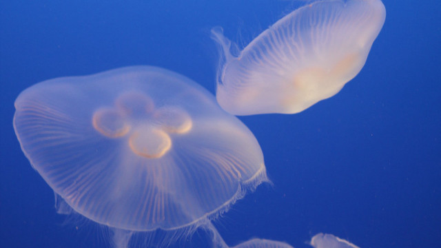 Jellyfish couple swimming ocean camera free wallpaper for desktop - medium preview image