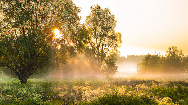 Foggy field tree grass sunset free wallpaper for desktop - medium preview image