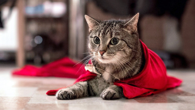 Regal cat red cape room free wallpaper for desktop - medium preview image
