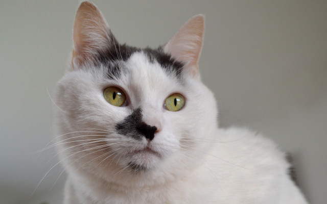 White cat serious look green free wallpaper for desktop - medium preview image