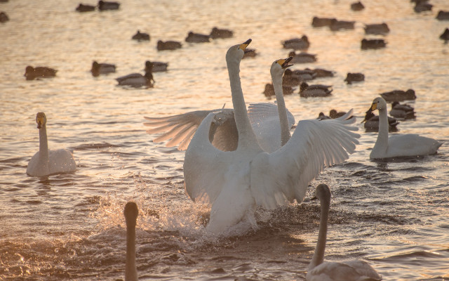 Swan flapping water ducks sunset free wallpaper for desktop - medium preview image