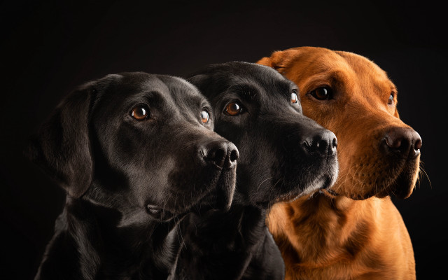 Three dogs black background animal free wallpaper for desktop - medium preview image