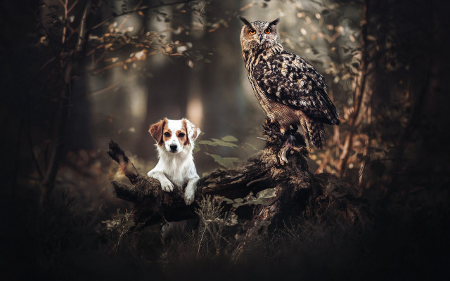 Dog owl woods magic realism free wallpaper for desktop - medium preview image