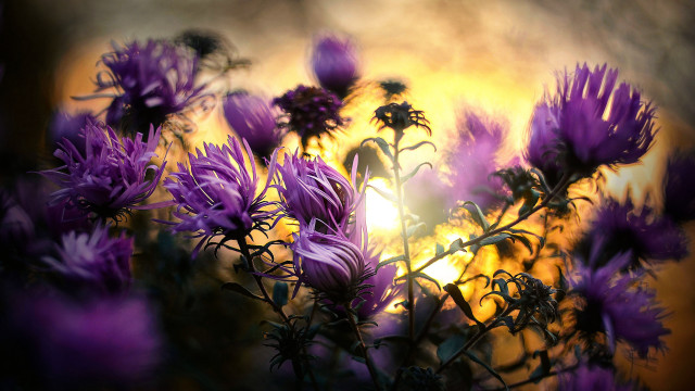 Purple flowers vase sunset fireworks free wallpaper for desktop - medium preview image