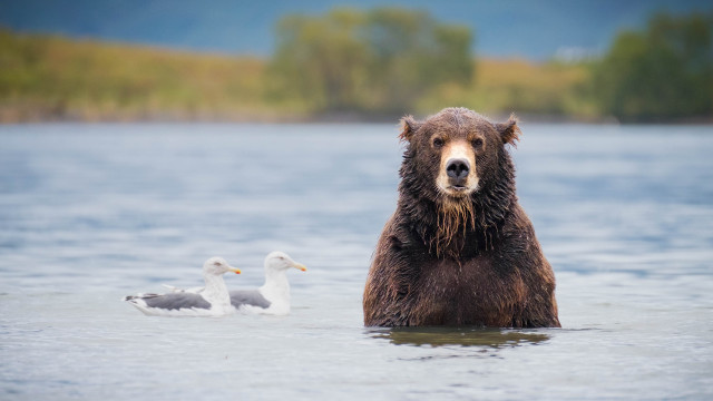 Bear water ducks trees mountains free wallpaper for desktop - medium preview image
