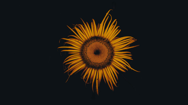 Sunflower black background yellow center free wallpaper for desktop - medium preview image