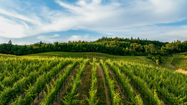 Green field blue sky trees free wallpaper for desktop - medium preview image