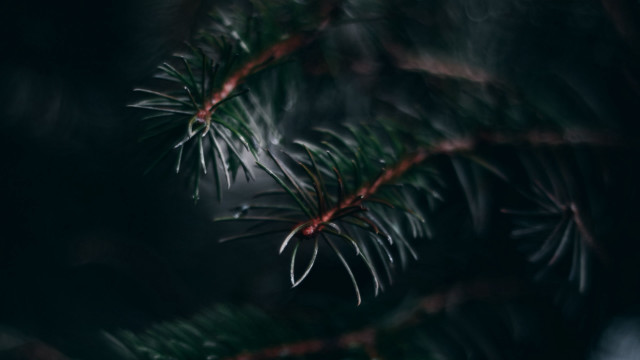 Pine branch blurry background nature free wallpaper for desktop - medium preview image