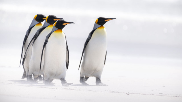 Penguins beach snow walking photography free wallpaper for desktop - medium preview image