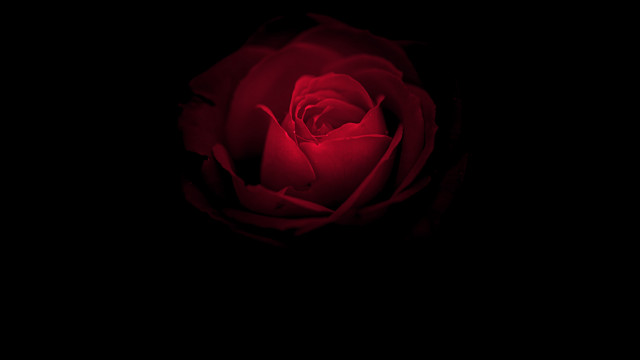 Red rose black background blue free wallpaper for desktop - medium preview image