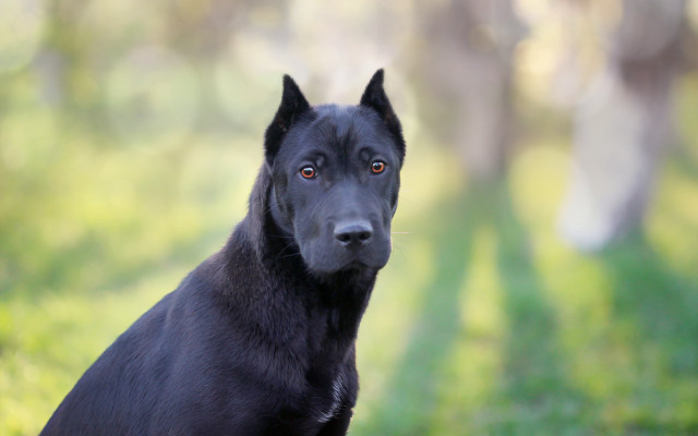 Black dog grass portrait neoclassicism free wallpaper for desktop - medium preview image