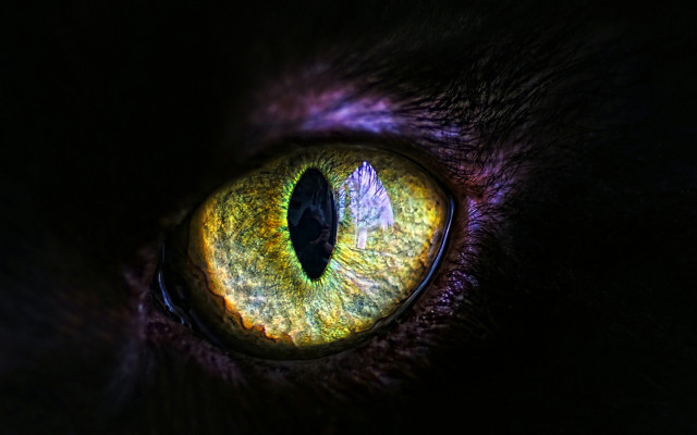 Cat eye gothic macro planet free wallpaper for desktop - medium preview image