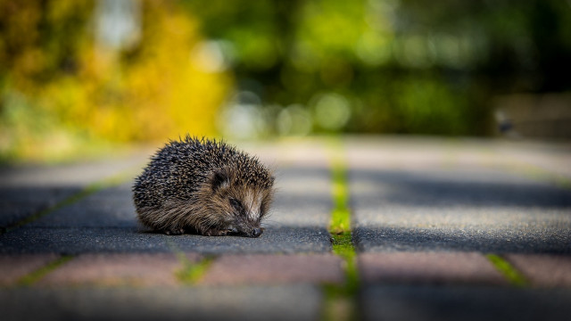 Hedgehog sitting sunblurred bokeh depth free wallpaper for desktop - medium preview image