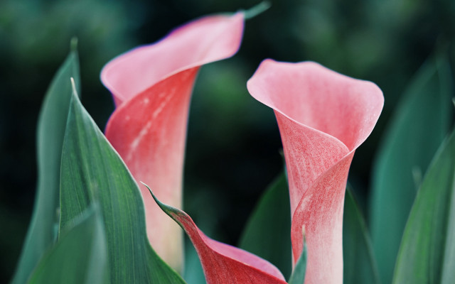 Pink flowers green leaves macro #2 free wallpaper for desktop - medium preview image