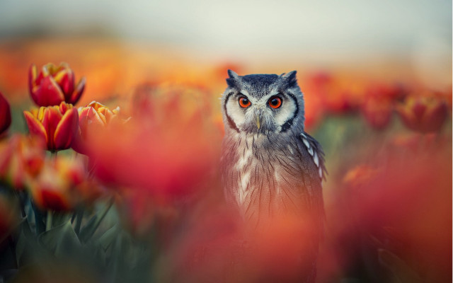 Owl flower field burn fire free wallpaper for desktop - medium preview image