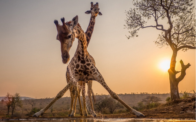 Giraffes water sunset arabesque wildlife free wallpaper for desktop - medium preview image